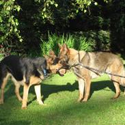 Schæferhund Chaquin Bajka