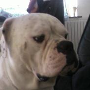 Amerikansk bulldog asger