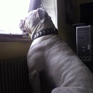 Amerikansk bulldog asger