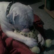 Amerikansk bulldog asger