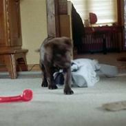 Labrador retriever Misha   ( R.I.P )  2015