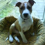 Staffordshire bull terrier Lui