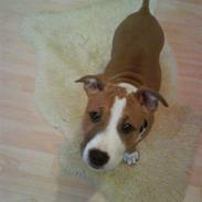 Staffordshire bull terrier Lui