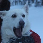 Hvid Schweizisk Hyrdehund Jessie White 06-07-2011