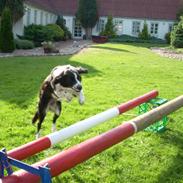 Border collie kvik