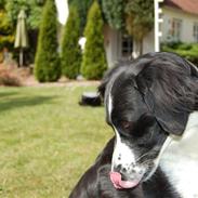 Border collie kvik