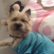 Cairn terrier oliver :) 