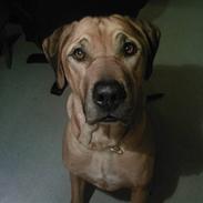 Rhodesian ridgeback Kento