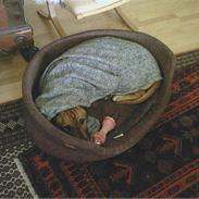 Rhodesian ridgeback Kento