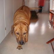 Rhodesian ridgeback Kento