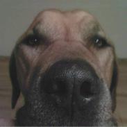 Rhodesian ridgeback Kento