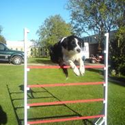 Border collie kvik