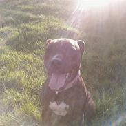 Amerikansk staffordshire terrier CHANEL