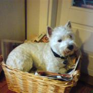 West highland white terrier Figo