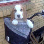Beagle bella