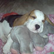 Beagle bella