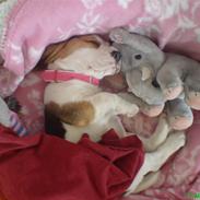 Beagle bella