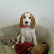 Beagle bella