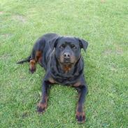 Rottweiler Zia 