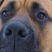 Blanding af racer Bjørn