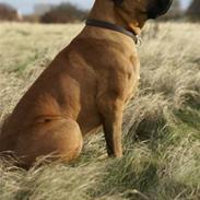 Blanding af racer Bjørn