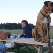 Blanding af racer Bjørn