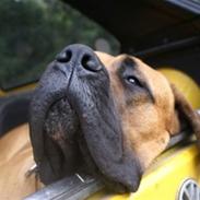 Blanding af racer Bjørn