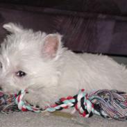 West highland white terrier Rødebros Balou