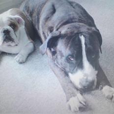 Amerikansk staffordshire terrier Loke