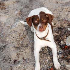 Dansk svensk gaardhund Smilla