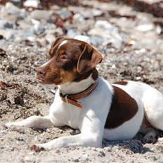 Dansk svensk gaardhund Smilla