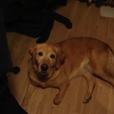 Labrador retriever Sally