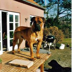 Boerboel Sharka (Teglborg Sharka)