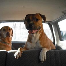 Amerikansk staffordshire terrier TYSON