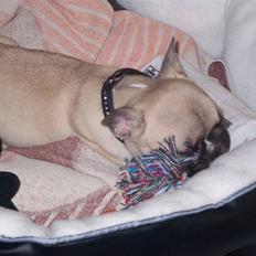 Fransk bulldog Chili