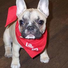 Fransk bulldog Chili