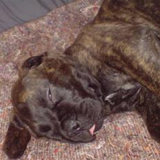 Bullmastiff Samson