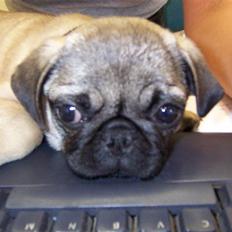 Mops Trunte (Casmier´s Bodil )