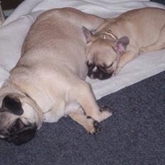 Mops Trunte (Casmier´s Bodil )