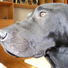 Blanding af racer Anubis *RIP*
