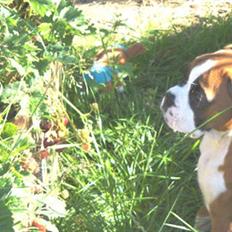 Boxer Laszlo von ellinghaus