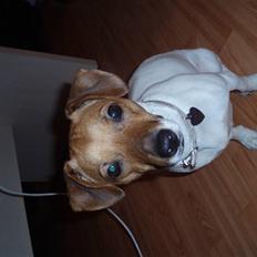 Dansk svensk gaardhund Malou