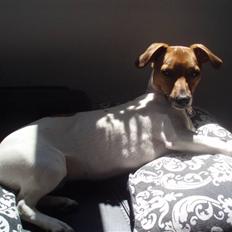 Dansk svensk gaardhund Malou