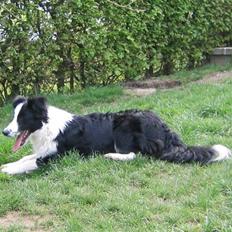Border collie Pascha