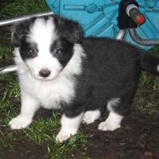 Border collie Pascha