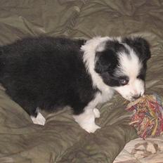 Border collie Pascha
