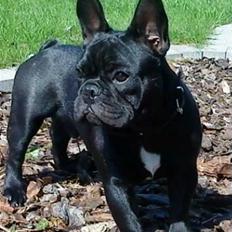 Fransk bulldog Viggo Mortensen