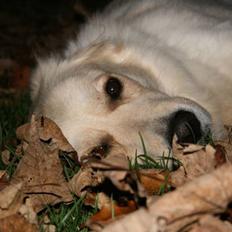 Blanding af racer Maya