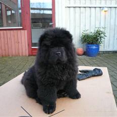 Chow chow Gonzo