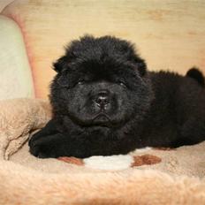 Chow chow Gonzo